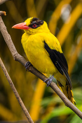 Wall Mural - The black-naped oriole is medium-sized and overall golden with a strong pinkish bill and a broad black mask and nape