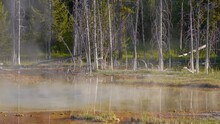Dead Trees In The Grand Prismatic Spring In Yellowstone National Park And Smoke Rises From Hot Water Of A Lake.