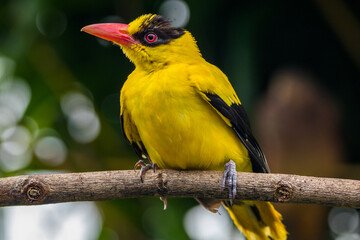 Wall Mural - The black-naped oriole is medium-sized and overall golden with a strong pinkish bill and a broad black mask and nape