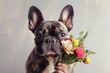 Fawn French Bulldog holding bouquet of flowers in mouth, a carnivore dog breed