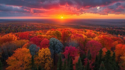 Wall Mural - A sunset as seen from the top of a forest, we see the too of many different color trees, blue trees, red trees, orange trees, green trees, we see trees also in the foreground, generated with AI