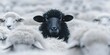 Embracing Uniqueness: Black Sheep Among White Flock. Concept Individuality, Self-Expression, Standing Out, Embracing Diversity, Personal Identity