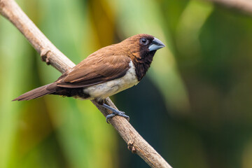 The Javan munia (Lonchura leucogastroides) is a species of estrildid finch native to southern Sumatra, Java, Bali and Lombok islands in Indonesia.