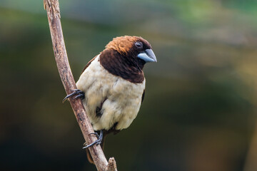 Wall Mural - The Javan munia (Lonchura leucogastroides) is a species of estrildid finch native to southern Sumatra, Java, Bali and Lombok islands in Indonesia.