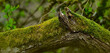Gartenbaumläufer // Short-toed treecreeper (Certhia brachydactyla)