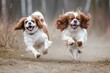 A pair of Cavalier King Charles Spaniels engaged in a friendly game of fetch, their boundless energy bringing smiles to the faces of all who watch,
