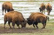 Wild American Bison on the high plains of Colorado. Mammals of North America.