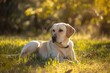 A serene Labrador retriever lounges in the sun, its expression content and peaceful,