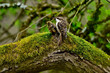Short-toed treecreeper // Gartenbaumläufer (Certhia brachydactyla)