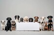 In a heartwarming display of cooperation and companionship, dogs of diverse breeds hold a white sheet of paper in their paws, showcasing their individuality and intelligence.