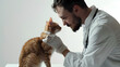 cheerful veterinarian cradling a contented kitten against a clean white background, with generous copy space for text, man vet examines the cat