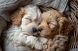Two Cockapoo puppies cuddled up together, their fluffy coats intertwined as they nap peacefully in a cozy basket,