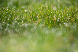 Fototapeta Lawenda - tło z zielonej trawy z rosą i pięknym rozmyciem
