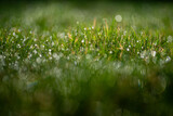 Fototapeta Las - tło z zielonej trawy z rosą i pięknym rozmyciem
