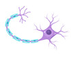 Vector Illustration of neuron anatomy. Infographic (nerve cell axon and myelin sheath)	

