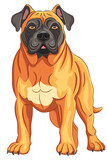 Fototapeta Boho - Vector drawing of a powerful American bulldog in a standing position.