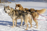 Fototapeta Psy - Russia. Ulyanovsk. Dog sledding with sled huskies.