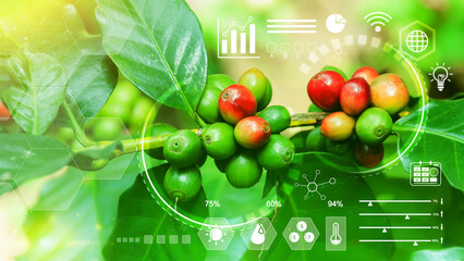 Wall Mural - Coffee bean tree with infographics Smart farming and precision agriculture 4.0 with visual icon, digital technology agriculture and smart farming concept.