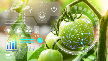 Wall Mural - Tomatoes in greenhouse with infographics, Smart farming and precision agriculture 4.0 with visual icon, digital technology agriculture and smart farming concept.