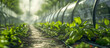 Vegetables Thriving in Greenhouse - Fresh vegetables grow in a greenhouse, bathed in sunlight, a testament to sustainable agriculture and farm-to-table practices