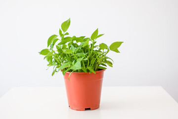 Green plant in the handmade ceramic pot.