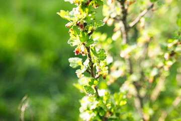 Wall Mural - Ripe red currant bush with green leaves on blurred background.