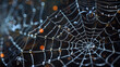 Close-up Decorative Spider Web Theme