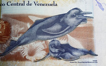 Portrait Of  Boto Amazon Orinoco River Dolphins (Inia Geoffrensison) On Venezuela 500 Bolivar Currency Banknote (focus On Center)