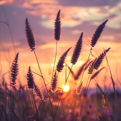 Grass plants in sunset sky on summer evening beautifull