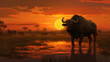 buffalo at sunset