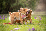 Fototapeta Łazienka - Dwa psy bawią się w parku 