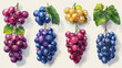 flat style grapes fruit illustration