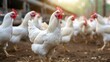 © buraratn - Poultry broiler farm business with group of white chickens in parent stock modern housing farm.
