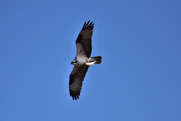 Wall Mural - osprey in flight