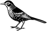 Fototapeta  - thrush silhouette vector illustration