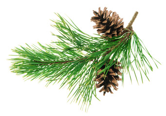 beautiful fir tree branch with pine cones on transparent, png. medicinal plants. forest tree with co