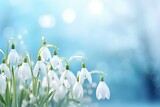 Fototapeta  - Beautiful white snowdrop flowers on a blue background. A spring landscape with blooming primroses. Close-up. Copy space
