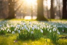 Beautiful White Snowdrops Flowers In Spring In The Forest In Sunlight On A Bokeh Background. A Spring Landscape With Blooming Primroses. Banner. 