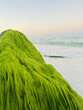 seaweed on a rock in Sarasota on the beach