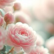 Beautiful pink peony in soft color and blur style for background. 