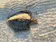 dead sea turtle in the Gulf of Mexico