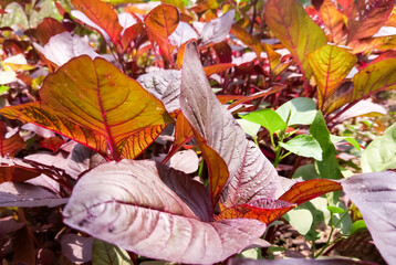 Wall Mural - Red spinach. plant family Amaranthaceae. Amaranthus dubius, the red spinach, Chinese spinach, spleen amaranth, hon-toi-moi, yin choy, hsien tsai, or Arai keerai is a plant species. red curry leaf.