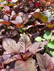Wall Mural - Red spinach. plant family Amaranthaceae. Amaranthus dubius, the red spinach, Chinese spinach, spleen amaranth, hon-toi-moi, yin choy, hsien tsai, or Arai keerai is a plant species. red curry leaf.