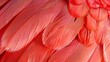 A close-up of red chicken feathers