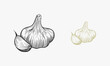 Vector hand drawn garlic. Herbs and spices sketch illustration