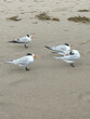 Florida Royal Terns on the shore of the beach