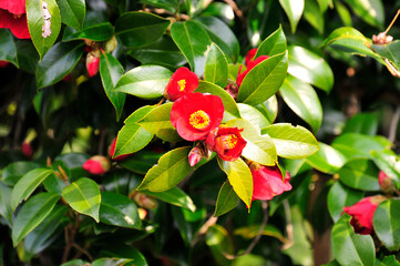 Wall Mural - red rose in the garden