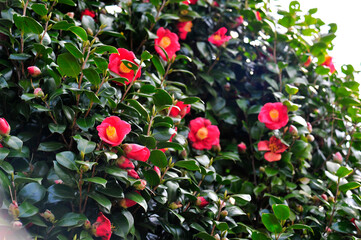Wall Mural - red rose in the garden