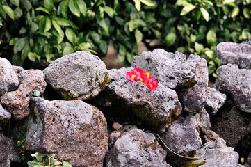 Wall Mural - Camellia japonica bush with red flowers and green leaves