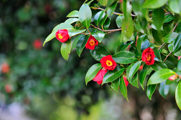 Wall Mural - Camellia japonica bush with red flowers and green leaves